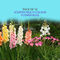 Pack of 10 Scented Multicolor Flower Bulb (TGR10)